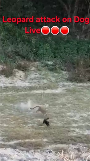 Leopard attack on Dog - Live #jimcorbet #leopard #attack #ytshorts #shortsfeed #viralshorts #viral