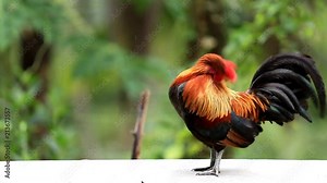Junglefowl, Beautiful chicken in the nature of Thailand