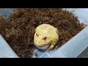 PACMAN FROG MATING CALL!!