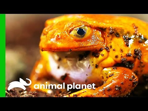 Testing The Incredible Capabilities Of The Tomato Frog | Little Giants
