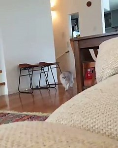 Cat running slow motion funny cat videos