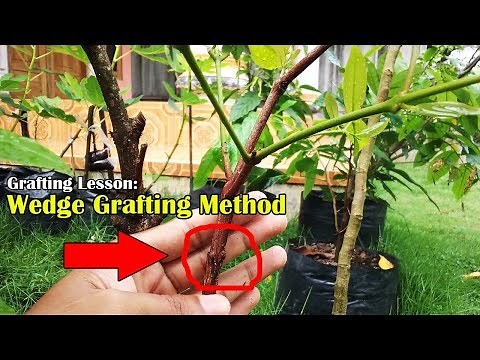 Grafting Lesson: Wedge Grafting Method