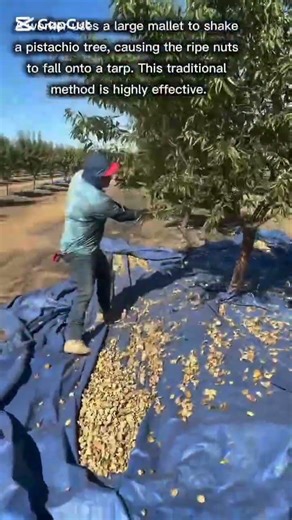 Manual Pistachio Nut Tree Harvesting