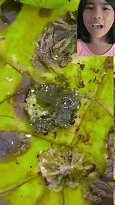 149 reactions | Removing small hydroid poly on turtles body #Informative #animalcare #fblifestyle | Nena Rosalona Rafanan | Facebook