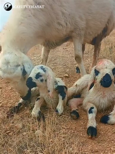 Cute Twin Lambs in Village Life
