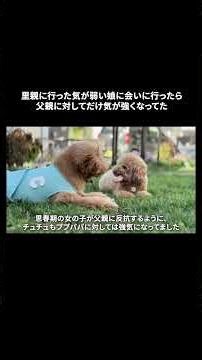 里親に行った娘に会いに行った時の様子がこちら【多頭飼い】 ♯shorts