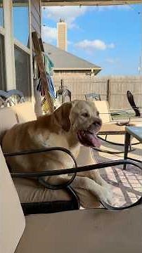 Canine Rostral Maxillectomy