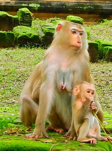 5.3K views · 99 reactions | Cute baby Lynx feeling good relaxing on Mom #beautiful #monkeydluffy #monkeycute #babymonkey #monkeyface #lovely #monkey #cute #animals #animalsbaby #poormonkey #monkeycry #funny #funnyvideo #cuteanimals | Monkey TV7 | Facebook