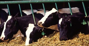 Cow Belches And Cow Farts Targeted For Methane Removal