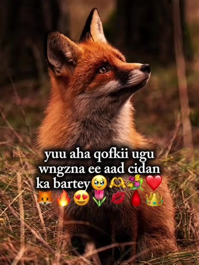 gys copy link I tabta plz😭💔#foxfamliy🦊 #viewsproblem💔😔 #somalilandtiktok💚🤍❤ #viewsproblem💔😔 #fyppppppppppppppppppppppp
