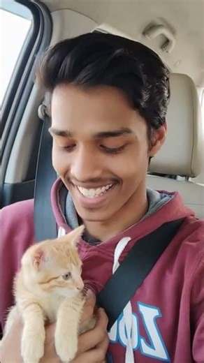 my volg my cute cat 🐱 #shortvideo #viralvideo #volg