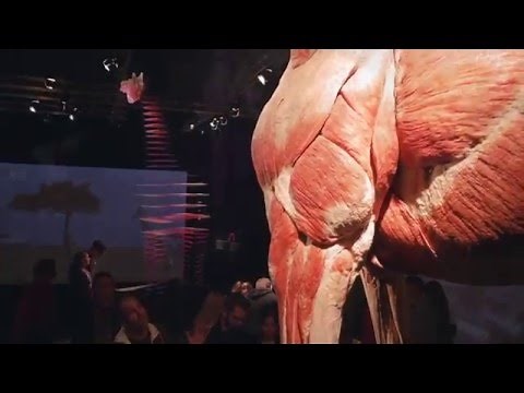 ANIMAL INSIDE OUT - Exhibition Trailer