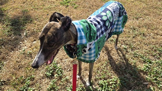 Greyhound Coat, Fits Chest Measurement 27"-36", Single Layer Polyester Fleece With 10" Snood and Adjustable Chest Strap, Love Dogs Print - Etsy