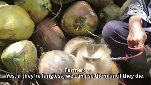PETA exposes monkeys exploited and abused for coconut milk
