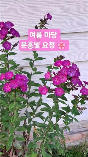 매년 여름 정원에서 오래피는 효자꽃 '플록스'/ 부케를 쏙 빼닮았어요 #shorts #플록스 #여름꽃 #분홍꽃