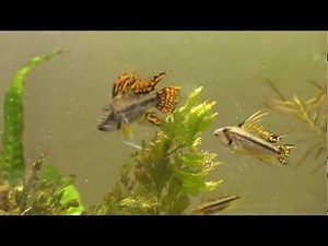 Apistogramma Cacatuoides Family