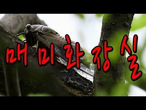 숨어있는 자연의 신비를 찾아내는 명품영상 / 매미화장실 / 소변보는매미 / 노래하는매미 / 매미소리