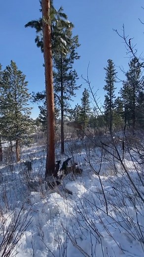 15K views · 4.8K reactions | #Repost from @crow_hounds • 4/16/22 You have 2 choices in the morning, you can go back to sleep and keep dreaming! Or you can get up and chase them dreams! #treednfreed #WolfMountainOutfitters #CrowHounds #huntingtherez #hushlife #houndsofinstagram #hunting #furdog @officialfurdog | FURDOG | Facebook