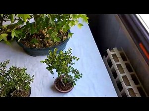 BONSAI-LA POTATURA ESTIVA