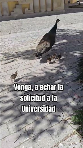 🦚 Ya están la notas #PAU2026 y ya puedes solicitar acceso a la US.