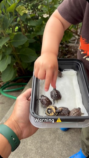 Adrian Eastern Box Turtle on Instagram: "Warning: cuteness overload 🐢💚 Meet the tiniest eastern box turtle hatchlings you’ll see today! #TooCute #EasternBoxTurtle #BabyTurtles #TurtleTok #HatchlingTurtle #TurtleLife #TurtleLovers #PetTurtle #BoxTurtleLove #TinyTurtles #TurtleCare #TurtleWorld #CutePets #TurtleCommunity #DailyTurtle #TurtleFans #tmnt #ninjaturtles"