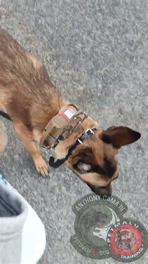 My Belgian Malinois student, focusing on proper walking and basic obedience commands.