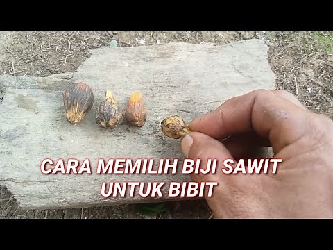 How to select palm seeds for superior quality seedlings