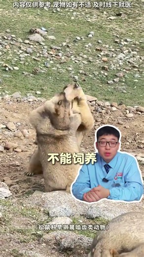 Cute Mice Show: Meet the Adorable Rodents