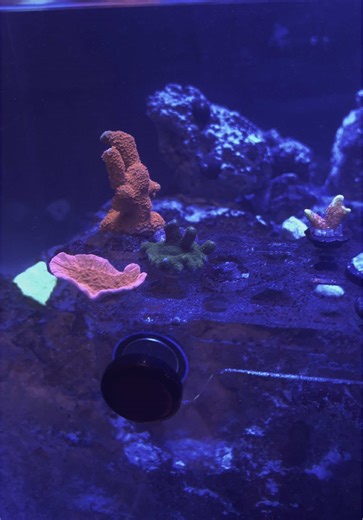 Another water change…. #Thedirtyreeftank #reeftank #texas #saltwater #saltwateraquarium #reef #reefing #hobby #mytherapist #coralreef #coral