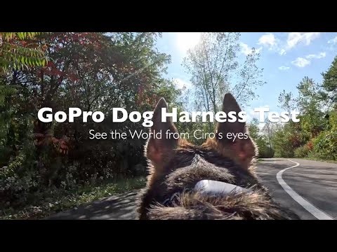 POV Dog Life: Testing the GoPro Dog Harness with Ciro 🐶 📷