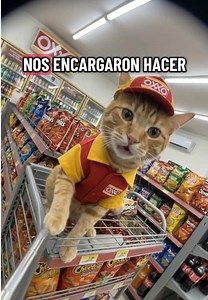 Mi primer día trabajando en el Oxxo — Gatos chistosos maullando
