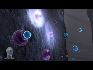 Dopamine Transmission