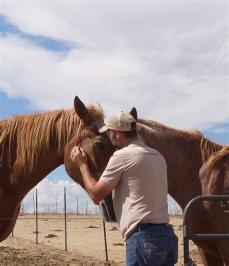 We need your vote!!! Our animal sanctuary has been nominated for Project for Awesome, and your vote could directly help us receive grant funding to continue rescuing and protecting horses. Anyone can create a free account and vote. That one vote matters. In 2026, 50% of funds raised will go to community-voted organizations like ours. 100% of the funds raised go to charity, minus basic processing and production costs. Please take a minute to watch and vote for us here: https://projectforawesome.c