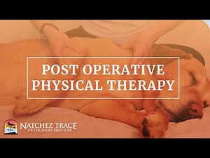 Post Operative Physical Therapy for Dog CCL ACL Surgery