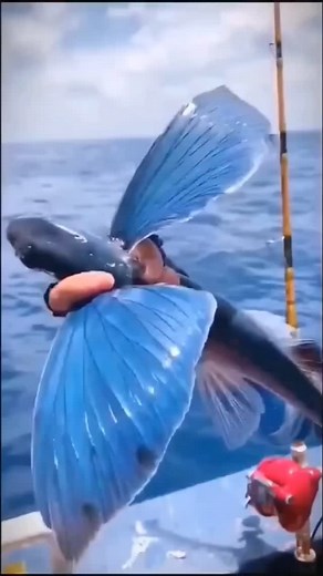 Garnai fish #science #viral #trending | The Fact World 7773