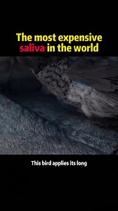 The most expensive saliva in the world knowledge science MindMinds | science.enthusias