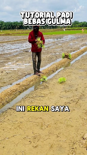199K views · 1.9K reactions | Tutorial tanam padi tidak matun pakai eros gold 0 hst #petanimuda UPL Corp Indonesia | Petani kreator | Facebook