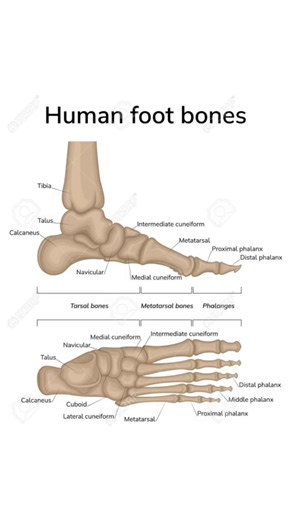 foot and ankle bone || Anatomy|| foot bone ||foot bone Anatomy #skeletalanatomy #anatomy
