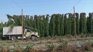 From the golden fields of barley in southeastern Idaho to the biggest hops ranch in the world nestled up against the Canadian border, Outdoor Idaho takes you on an exploration of the ingredients, and the craftsmanship behind Idaho beer. Watch "Hops and Barley," tonight at 8PM on the Idaho Channel or stream anytime at https://video.idahoptv.org/video/hops-and-barley-oj6mki/ | Outdoor Idaho