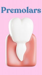 Dr.Adyan on Instagram: "“How to distinguish between first premolars ? Upper vs. lower, right vs. left here’s what to look for!”"