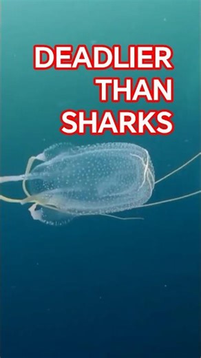 Why Divers Fear This More Than Sharks #animals #marinemystery #ocean #science