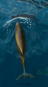 Rarely, if ever seen. Always beautiful. These are Cuvier's Beaked Whales. If you'd have told me 10 years ago I'd see these beautiful whales just 100 yards from shore, I would have said you are mad! But that's where they were when I filmed this. I'll never forget this find. | The Malibu Artist