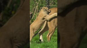 Lion Cubs Playfully Tumble and Pounce in Their Enclosure