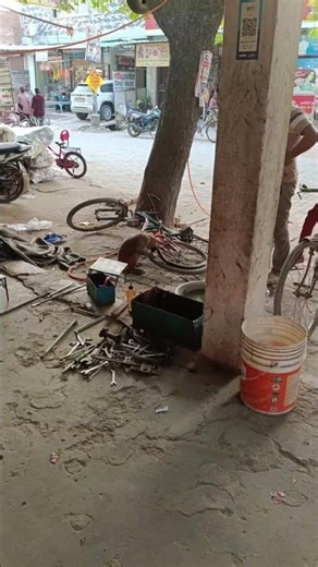Monyet Core #monyet #monkey #funnyvideos #core