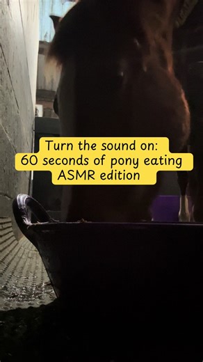 #asmr #pony #equestrianlife #equine