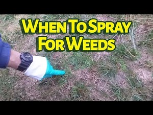 When To Spray For Weeds
