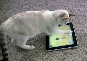 The Truth about Cats Playing Video Games - Kitty Devotees