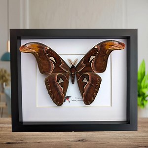 Framed Atlas Moth Taxidermy: Entomology Wall Art (10"x8") - Etsy UK
