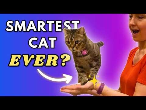 Amazing Cat Tricks Compilation by Mocha the Circus Cat (Super Clicker-Trained Bengal!)