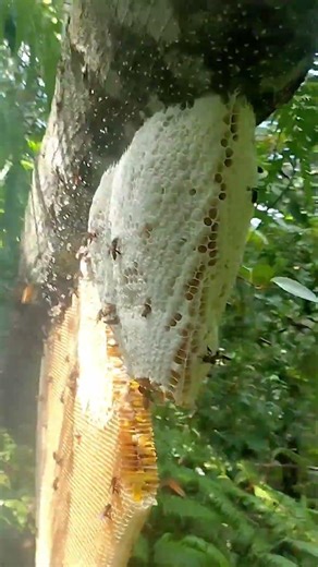 bee hunter #wasphunting #honeybeesting #honey #bee #honeybeedance #beehive #honeybee